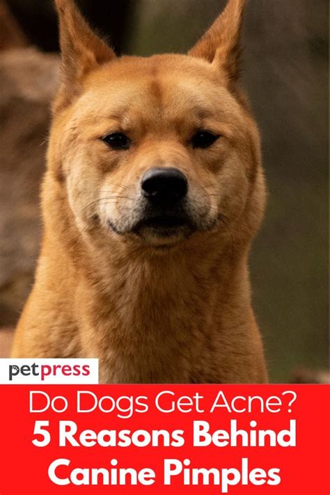 Can Animals Get Acne