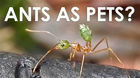 Can Ants Be Pets