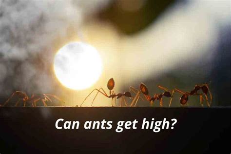 can ants get high
