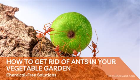Can Ants Kill Vegetable Plants