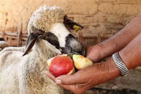 Can Apples Kill Sheep