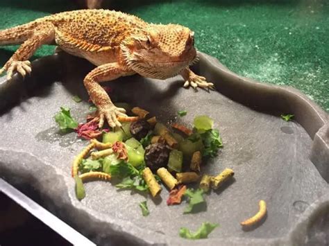 can baby bearded dragons eat mealworms