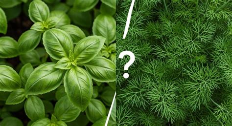 Can Basil Be Planted With Dill