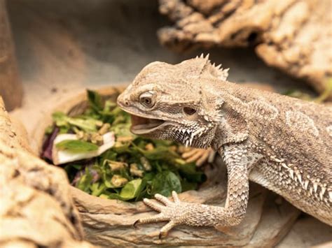 can bearded dragons eat dog food