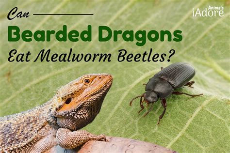 can bearded dragons eat mealworm beetles