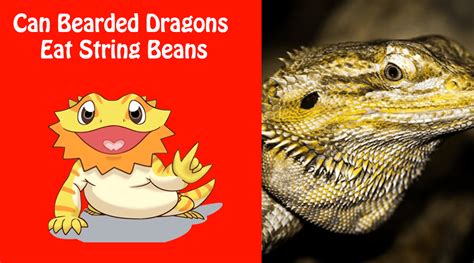 can bearded dragons eat string beans