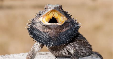 Can Bearded Dragons Get Pimples