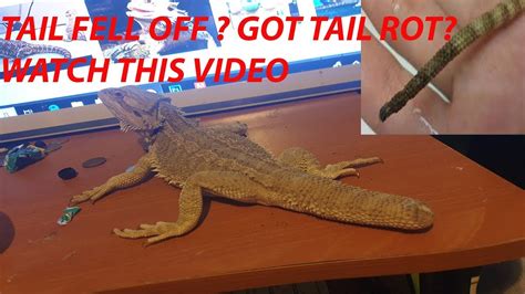 can bearded dragons tails fall off