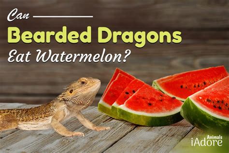 Can Bearded Dragons Watermelon