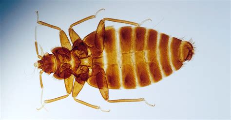 Can Bed Bug Crawl On Plastic
