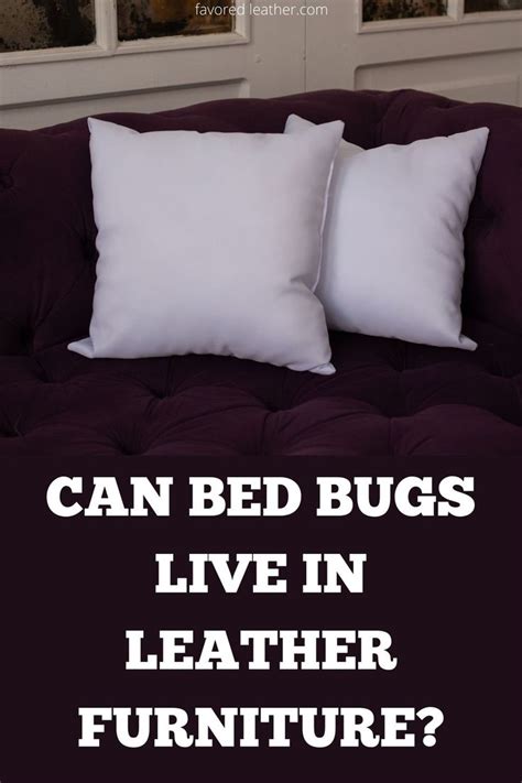Can Bed Bug Live In Sofa
