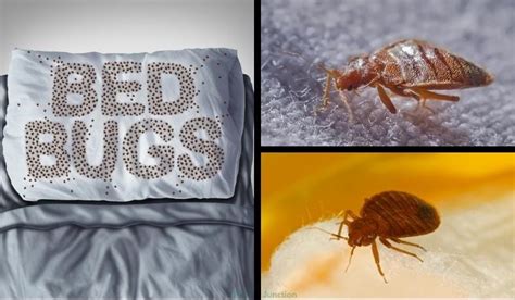 Can Bed Bugs Bite Through