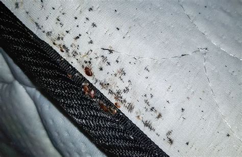 Can Bed Bugs Bite Thru Plastic