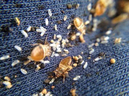 Can Bed Bugs Crawl Under Clothes