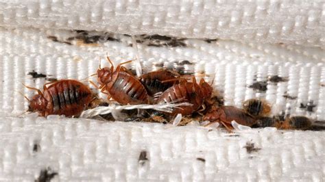 Can Bed Bugs Get In A Mattress Topper