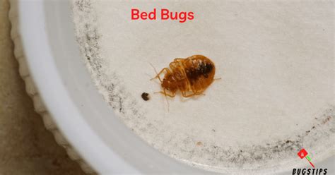 Can Bed Bugs Get Into Duvets