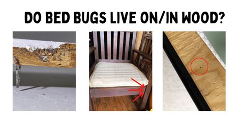 Can Bed Bugs Hide In Bed Frames