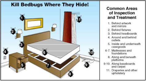 Can Bed Bugs Hide In Instruments