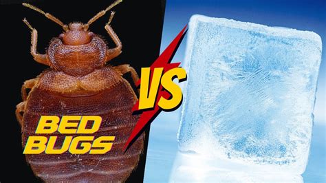 Can Bed Bugs Live In Cold