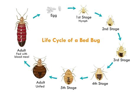 Can Bed Bugs Live In Windows