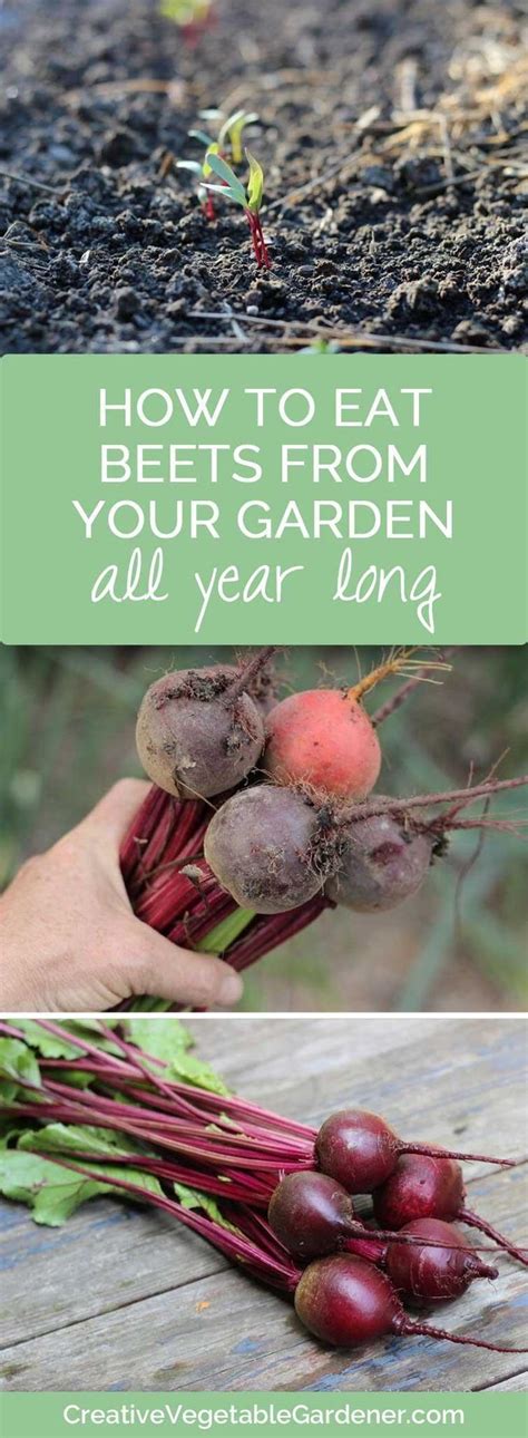 Can Beets Overwinter