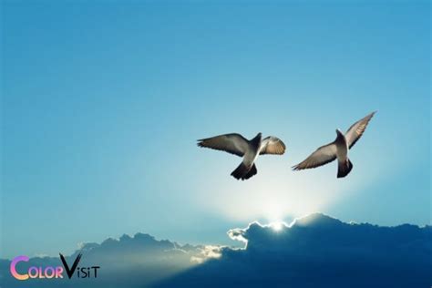 can birds see blue
