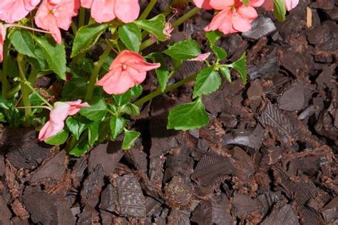 Can Black Mulch Kill Plants