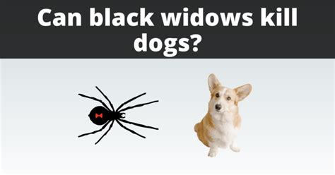 can black widows kill dogs