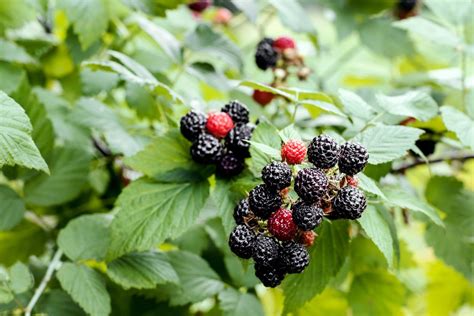 Can Blackberries Trigger Ibs