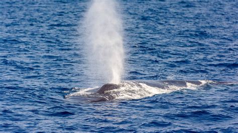 can blue whales breathe underwater