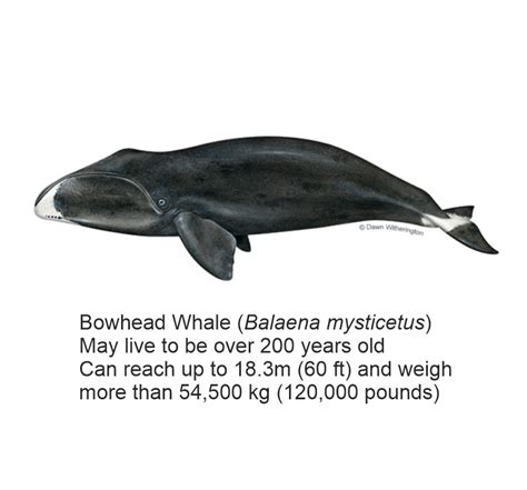 can bowhead whales get cancer