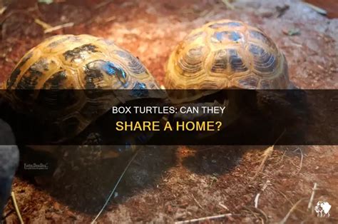 Can Box Turtles Live Together