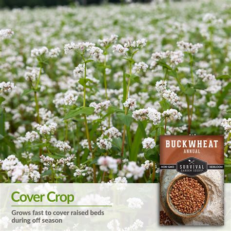 Can Buckwheat Expire