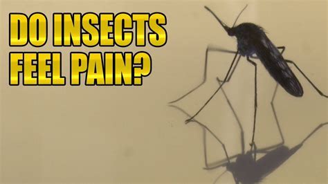 Can Bugs Feel Pain: The Surprising Truth About Insect Sensation