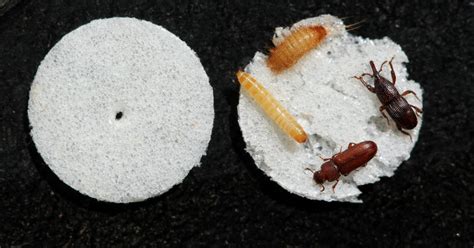 Can Bugs Get In Storage Containers