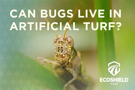 Can Bugs Live In Artificial Grass