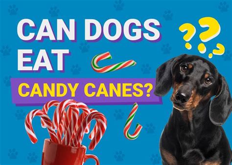 Can Candy Canes Dogs