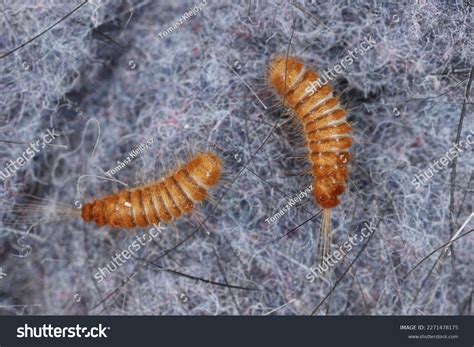 Can Carpet Beetle Larvae Move