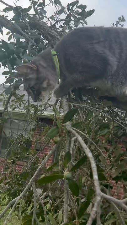 Can Cat Get Out Of Tree