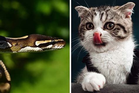 Can Cat Kill Python