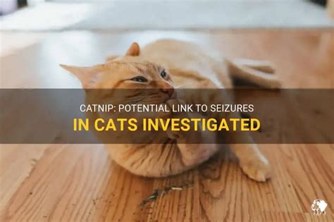 Can Catnip Cause Seizures In Cats