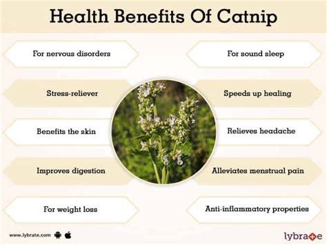 can catnip have side effects