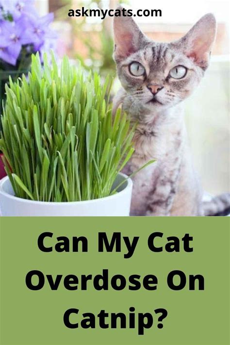 Can Catnip Kill A Cat