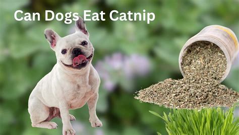 Can Cats And Dogs Eat Catnip