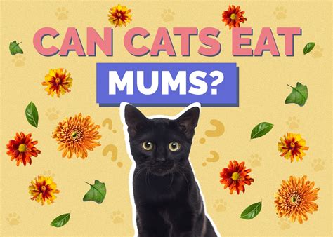 Can Cats Be Around Mums