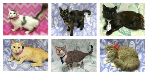 Can Cats Be Declawed In Nc