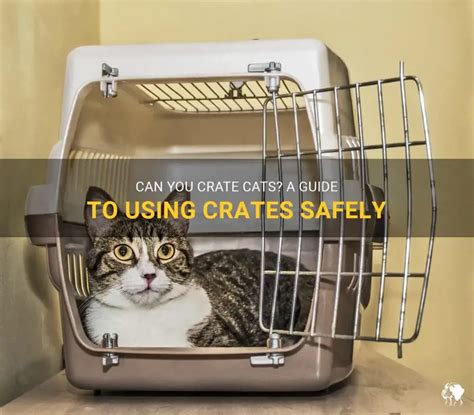 Can Cats Be Put In A Crate