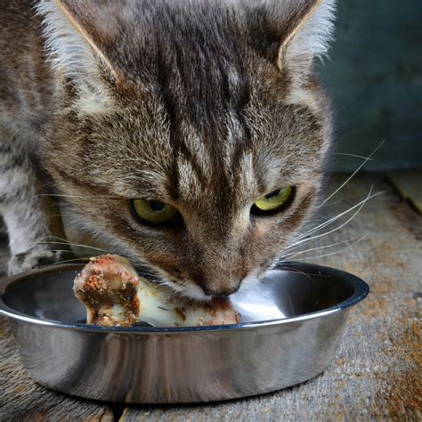 can cats eat bones