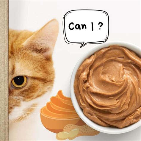 can cats eat peanut butter treats