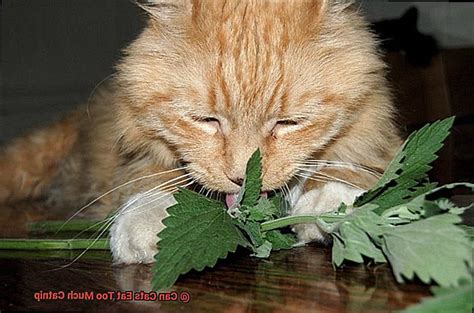 Can Cats Eat To Much Catnip